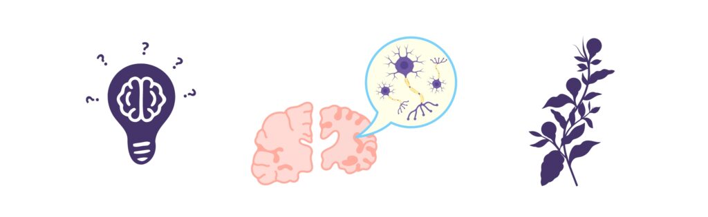 ASHWAGANDHA & ALZHEIMER’S DISEASE: EXPLORING THE POTENTIAL CONNECTION